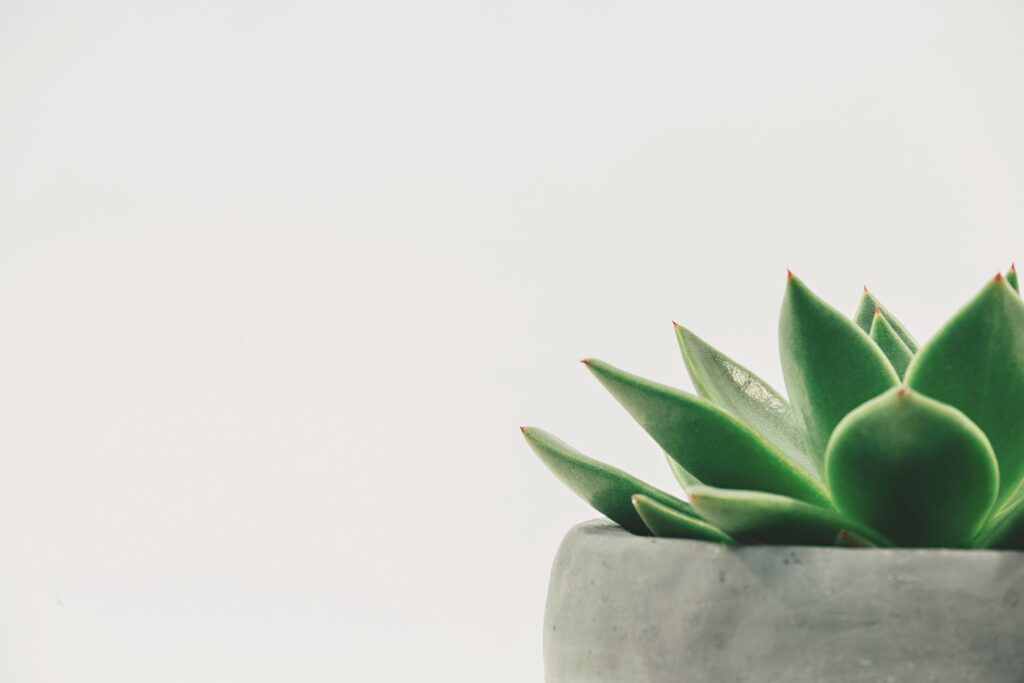 Image of a plant 